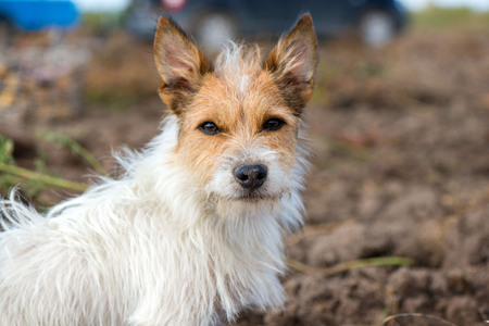 Smart and lovely, fluffy Jack Russell terrier sitting on potato harvest field in countryside, looking to its owner and willing to play, catch the ball. Dog is full with energyの写真素材