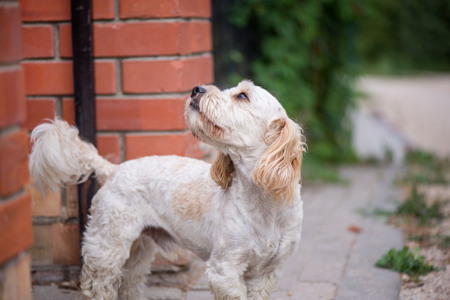 Little, lovely, fluffy, cute adult white and brown schnauzer dog is left alone at home, sleeping on...