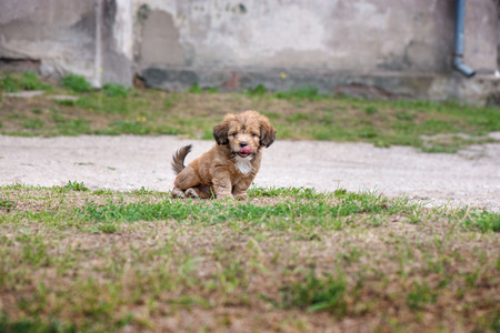 Little, lovely, fluffy, cute brown puppy is left alone on at home garden. Concept of abandoned domestic animals and pets. Curious, obedient dog. Concept of discovering the world, everything is newの写真素材