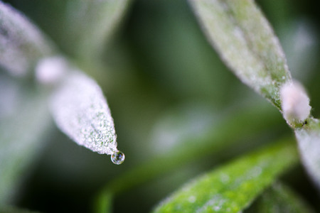 Macro shot of fragile green plant with rain drops in early morning. Concept of changing seasons and nature awakening.の写真素材