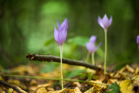 Blue, violet crocuses blooming in forest in early autumn. Colorful, yellow, dry leaves covering the...
