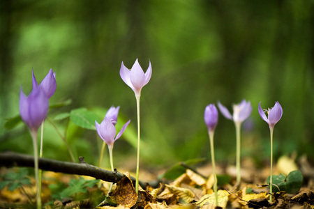 Blue, violet crocuses blooming in forest in early autumn. Colorful, yellow, dry leaves covering the soil and ground. Romantic, meditation nature. Concept of changing seasons.の写真素材