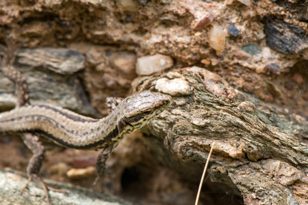 Macro shot of a lizard. Early spring. Nature is awakening. Reptiles seeking for first sun rays,...