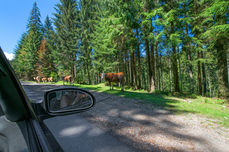 Cows on the forest road in Romania. Life in countryside. Dangerous situation on the highwayの写真素材