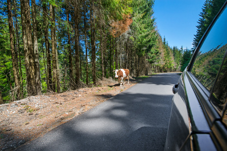 Cows on the forest road in Romania. Life in countryside. Dangerous situation on the highwayの写真素材