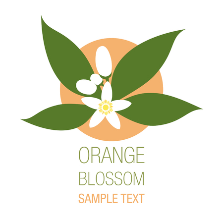 Orange blossom flowers with buds and leaves, isolated on white background.のイラスト素材