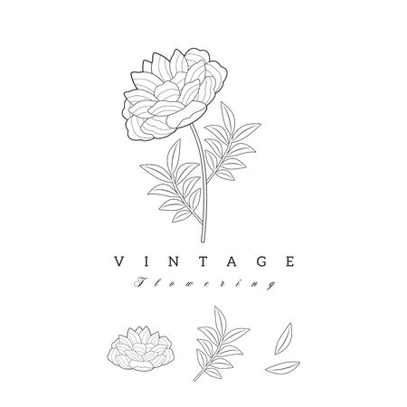 Stylized vintage retro flower. Natural style brand logo isolated on white backgroundのイラスト素材