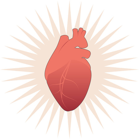Illustration of realistic stylized human heart on star and white backgroundのイラスト素材