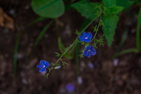 Blue flowers in the City Parkの写真素材