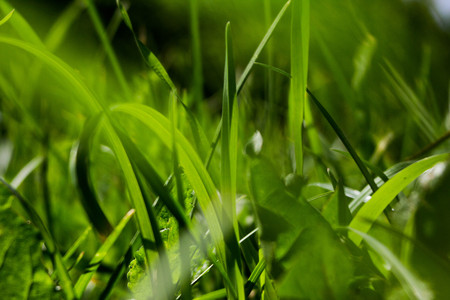 Green spring grass