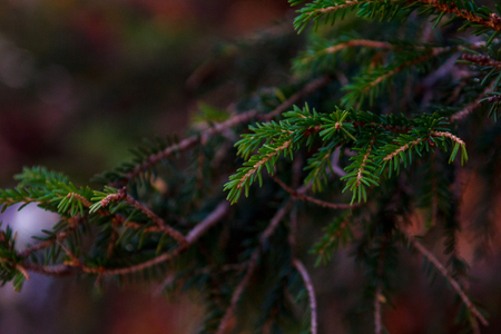 macro shot Christmas tree branch in the forestの写真素材