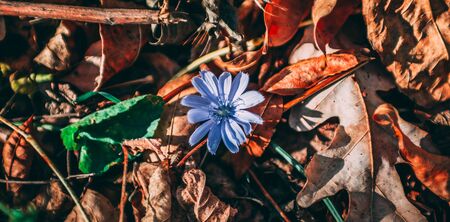 purple flower among autumn foliageの写真素材