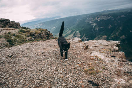 Cat sleeping above the sea. Shot at in Dagestan.の写真素材