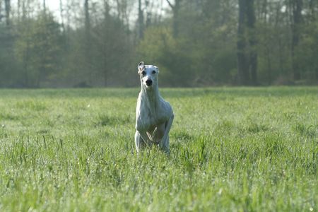 running greyhoundの写真素材