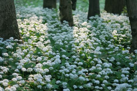 wild garlic