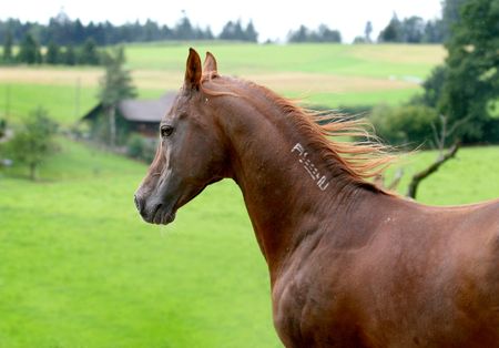 arabian horseの写真素材