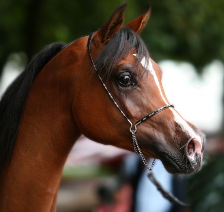 arabian horseの写真素材