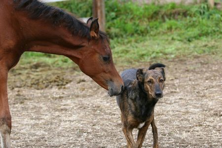 colt and dogの写真素材