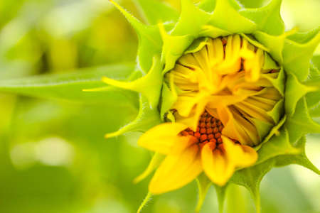 Sunflower. Flower buds are blooming close-up of sunflower garden. Close up of Fresh Sunflower budの写真素材