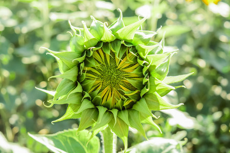 Sunflower. Flower buds are blooming close-up of sunflower garden. Close up of Fresh Sunflower budの写真素材