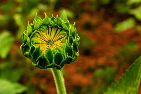 Sunflower. Flower buds are blooming close-up of sunflower garden. Close up of Fresh Sunflower budの写真素材