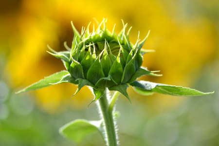 Sunflower. Flower buds are blooming close-up of sunflower garden. Close up of Fresh Sunflower budの写真素材