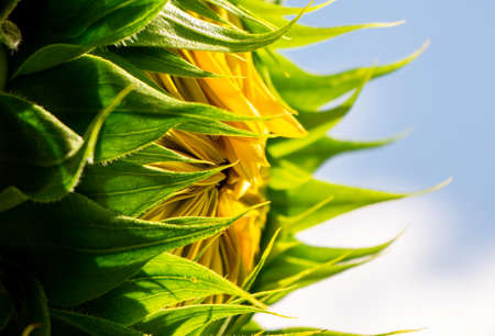 Sunflower. Flower buds are blooming close-up of sunflower garden. Close up of Fresh Sunflower budの写真素材