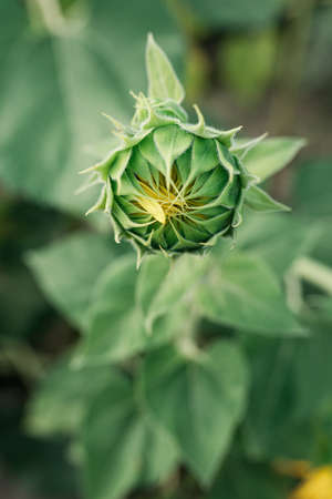 Sunflower. Flower buds are blooming close-up of sunflower garden. Close up of Fresh Sunflower budの写真素材