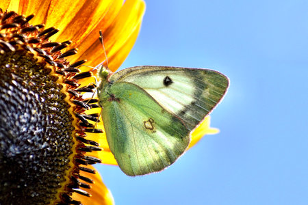 Butterfly on a sunflower collecting pollenの写真素材