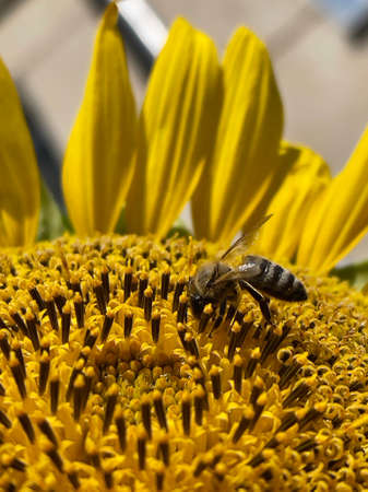 Butterfly on a sunflower collecting pollen