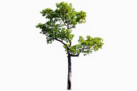 Trees isolated on white background, tropical trees isolated used for design, advertising and...