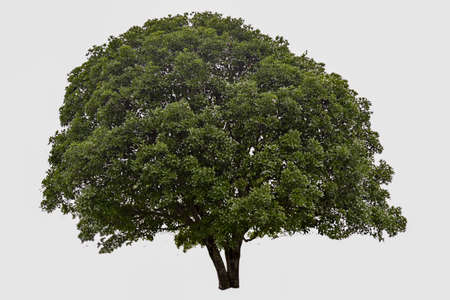 Trees isolated on white background, tropical trees isolated used for design, advertising and...
