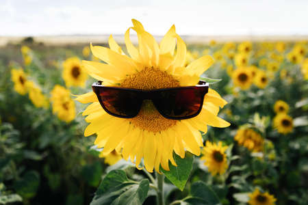 Blooming sunflower with sunglasses against the background of a sunflower field. Summer time or autumn harvest concept.の写真素材