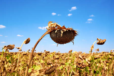 Black background sunflower, creative black background art sunflower flowerの写真素材