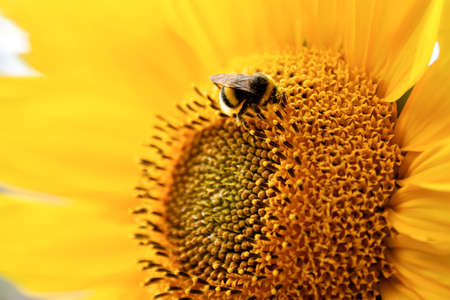 Butterfly on a sunflower collecting pollen. Bee on sunflower close-up. Macro Sunflowers. Sunflower...