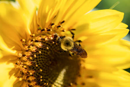 Butterfly on a sunflower collecting pollen. Bee on sunflower close-up. Macro Sunflowers. Sunflower background close-upの写真素材