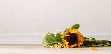 Yellow sunflower with leaves on a white background. Isolated object. Copy spaceの写真素材