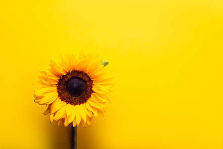 Yellow sunflower with leaves on a white background. Isolated object. Copy space