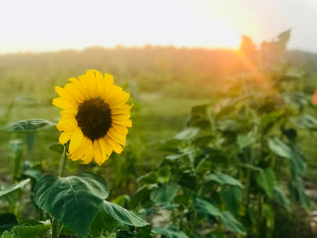 Sunflower on nature background. Sunflower blooming on the field on a bright sunny day . Close-up of sunflower. Sunflower natural background. Sunflower are blooming out. Blossom, not yet open, sunflower. flowers in the nursery. Green Sunflower on natural background. Sunflower blooming in gardenの写真素材