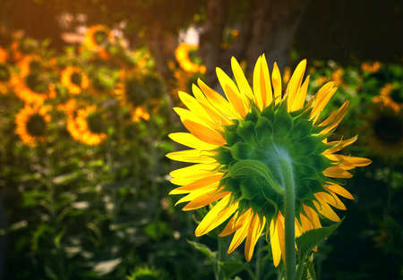 Sunflower on nature background. Sunflower blooming on the field on a bright sunny day . Close-up of sunflower. Sunflower natural background. Sunflower are blooming out. Blossom, not yet open, sunflower. flowers in the nursery. Green Sunflower on natural background. Sunflower blooming in gardenの写真素材