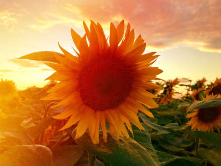 Sunflower on nature background. Sunflower blooming on the field on a bright sunny day . Close-up of sunflower. Sunflower natural background. Sunflower are blooming out. Blossom, not yet open, sunflower. flowers in the nursery. Green Sunflower on natural background. Sunflower blooming in gardenの写真素材