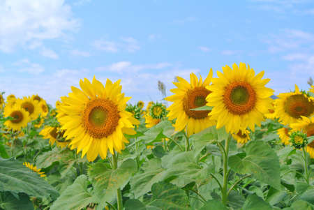 Sunflower on nature background. Sunflower blooming on the field on a bright sunny day . Close-up of sunflower. Sunflower natural background. Sunflower are blooming out. Blossom, not yet open, sunflower. flowers in the nursery. Green Sunflower on natural background. Sunflower blooming in gardenの写真素材