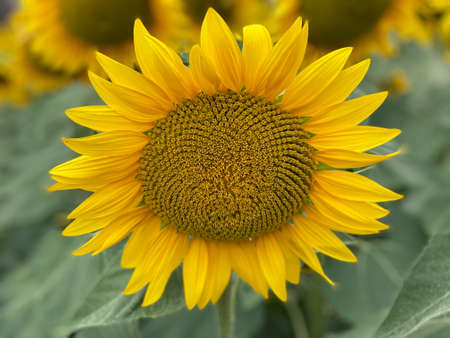 Sunflower on nature background. Sunflower blooming on the field on a bright sunny day . Close-up of sunflower. Sunflower natural background. Sunflower are blooming out. Blossom, not yet open, sunflower. flowers in the nursery. Green Sunflower on natural background. Sunflower blooming in gardenの写真素材