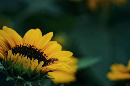 Sunflower on nature background. Sunflower blooming on the field on a bright sunny day . Close-up of...