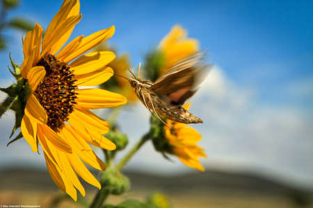 Sunflower on nature background. Sunflower blooming on the field on a bright sunny day . Close-up of sunflower. Sunflower natural background. Sunflower are blooming out. Blossom, not yet open, sunflower. flowers in the nursery. Green Sunflower on natural background. Sunflower blooming in gardenの写真素材