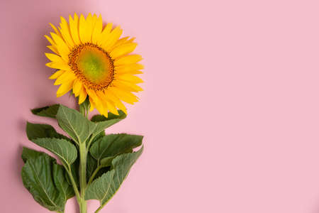 Sunflower on nature background. Sunflower blooming on the field on a bright sunny day . Close-up of sunflower. Sunflower natural background. Sunflower are blooming out. Blossom, not yet open, sunflower. flowers in the nursery. Green Sunflower on natural background. Sunflower blooming in gardenの写真素材