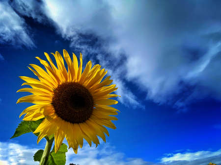 Sunflower on nature background. Sunflower blooming on the field on a bright sunny day . Close-up of sunflower. Sunflower natural background. Sunflower are blooming out. Blossom, not yet open, sunflower. flowers in the nursery. Green Sunflower on natural background. Sunflower blooming in gardenの写真素材