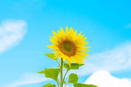 Sunflower on nature background. Sunflower blooming on the field on a bright sunny day . Close-up of sunflower. Sunflower natural background. Sunflower are blooming out. Blossom, not yet open, sunflower. flowers in the nursery. Green Sunflower on natural background. Sunflower blooming in gardenの写真素材
