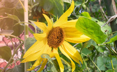 Sunflower on nature background. Sunflower blooming on the field on a bright sunny day . Close-up of sunflower. Sunflower natural background. Sunflower are blooming out. Blossom, not yet open, sunflower. flowers in the nursery. Green Sunflower on natural background. Sunflower blooming in gardenの写真素材