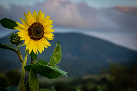 Sunflower on nature background. Sunflower blooming on the field on a bright sunny day . Close-up of sunflower. Sunflower natural background. Sunflower are blooming out. Blossom, not yet open, sunflower. flowers in the nursery. Green Sunflower on natural background. Sunflower blooming in gardenの写真素材